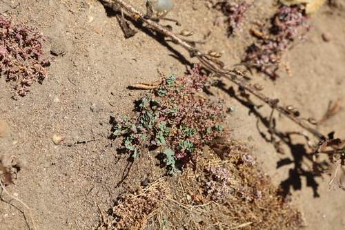 Euphorbia polycarpa, photograph 3