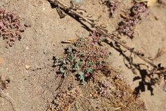 Euphorbia polycarpa, photograph author not stated, no rights reserved