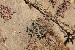 Euphorbia polycarpa, photograph author not stated, no rights reserved
