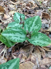 Trillium reliquum