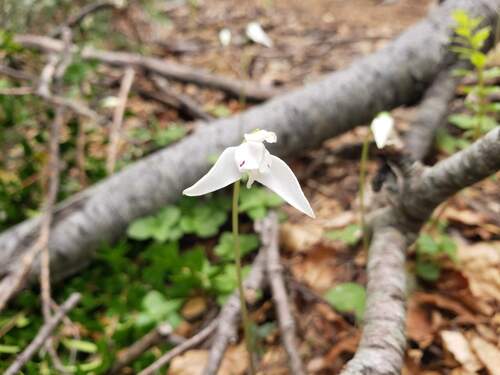 Codonorchis lessonii, photograph 6