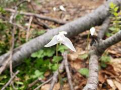 Codonorchis lessonii, photograph (c) Cesar Ormazabal, some rights reserved (CC BY)
