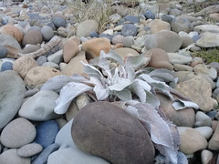 Senecio candidans