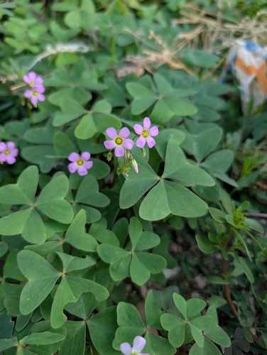 Garden pink-sorrel