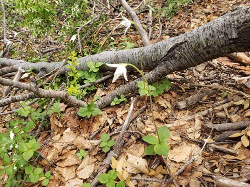 Codonorchis lessonii, photograph 1