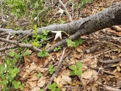 Codonorchis lessonii, photograph (c) Cesar Ormazabal, some rights reserved (CC BY)