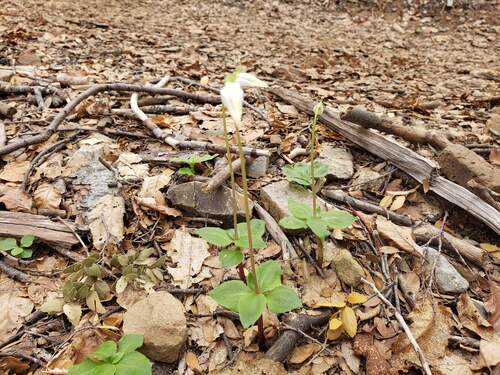 Codonorchis lessonii, photograph 3