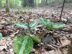 Trillium reliquum