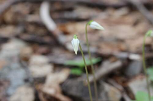 Codonorchis lessonii, photograph 2