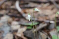 Codonorchis lessonii, photograph (c) Cesar Ormazabal, some rights reserved (CC BY)