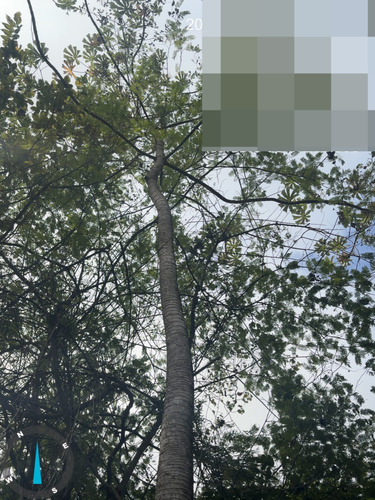 Cecropia litoralis, photograph 5