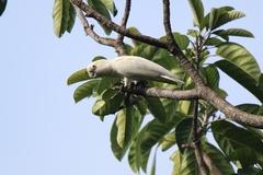 Cacatua goffiniana
