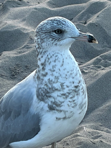 Ring-billed Gull observed by benjaming86