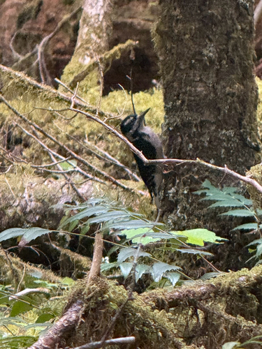 Hairy Woodpecker observed by emilyscherer