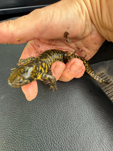 Western Tiger Salamander observed by pkmouse