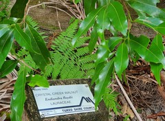 Endiandra floydii