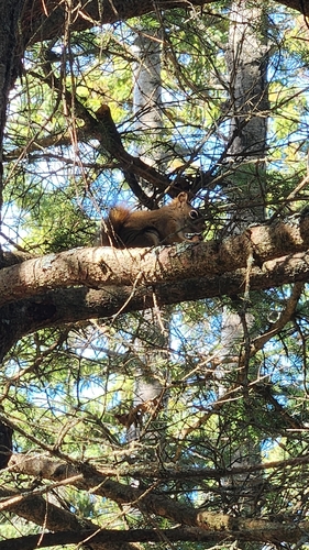 American Red Squirrel