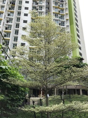 Terminalia mantaly 'triciolor'