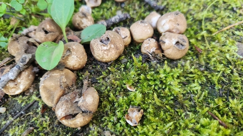 Pear-shaped Puffball