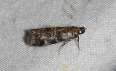 Dioryctria pygmaeella