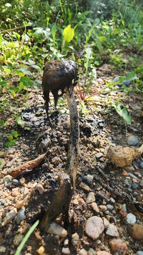 Shaggy Mane