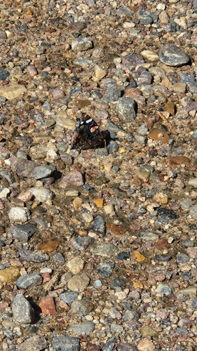 Red Admiral