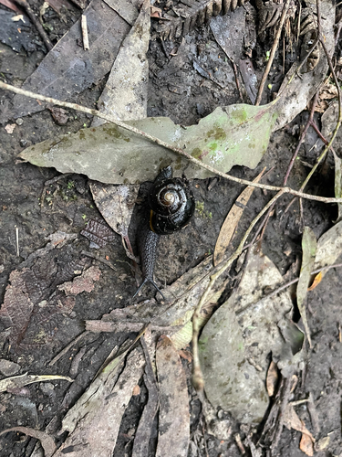 Otway Black Snail
