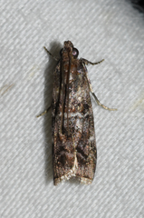 Dioryctria pygmaeella