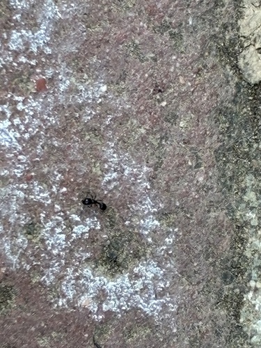 Monomorium ergatogyna