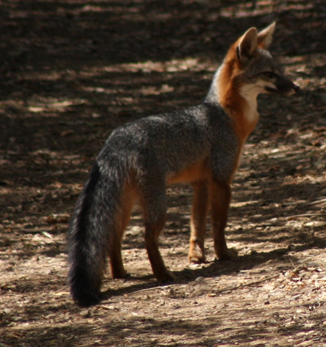 Gray Fox observed by tobyserviss26