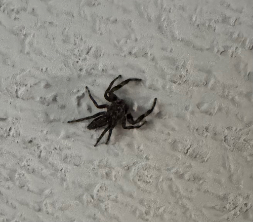 Tan Jumping Spider
