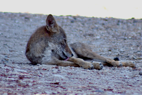 Coyote observed by tobyserviss26