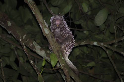 Baturite Porcupine