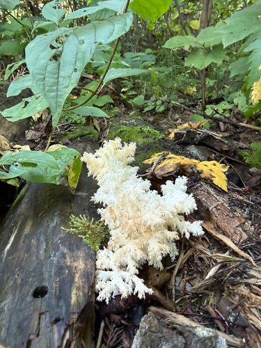 Coral tooth fungus