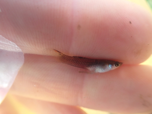 Geschilderde guppy (Micropoecilia picta) — Poeciliidae — 2
