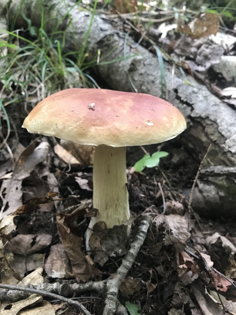Chippewa Bolete · September 2026 · photo: Photo: (c) Matthew Rozanoff, some rights reserved (CC BY) · iNaturalist