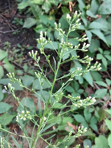 horseweed