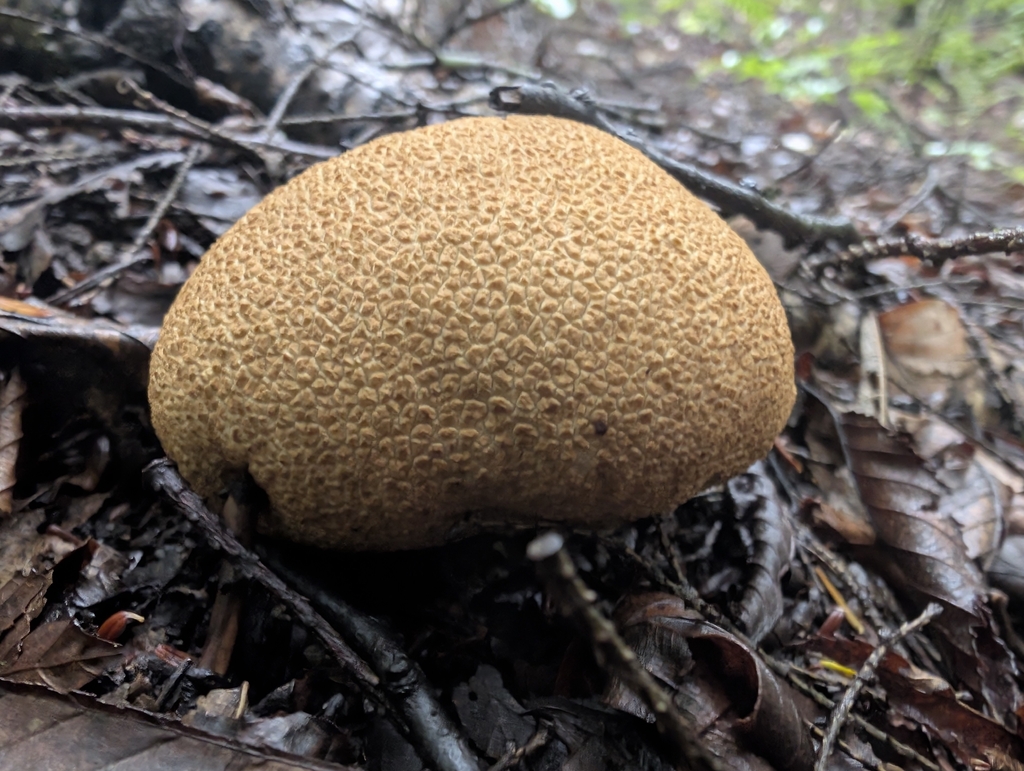 common earthball · September 2026 · photo: Photo: (c) Ben Lapham, some rights reserved (CC BY-SA) · iNaturalist