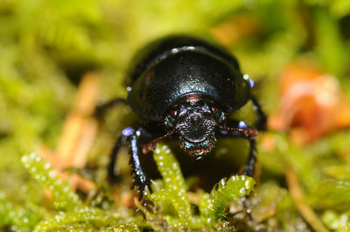 Dor Beetle