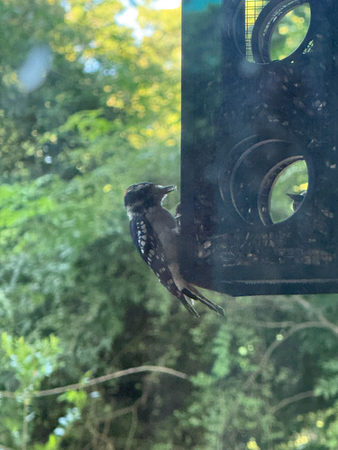 Downy Woodpecker observed by spineoil