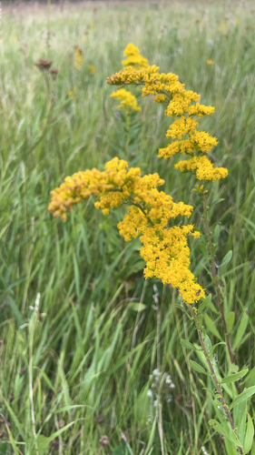 field goldenrod