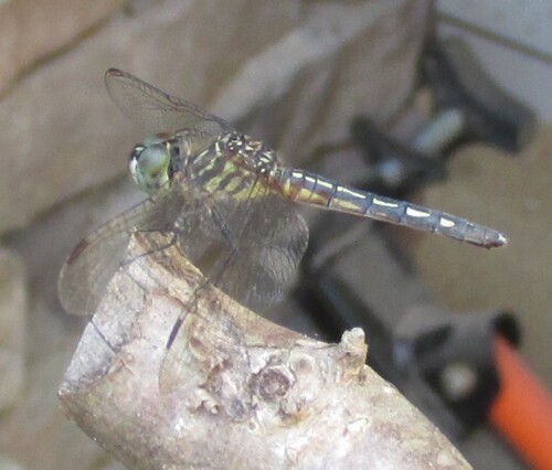 Blue Dasher