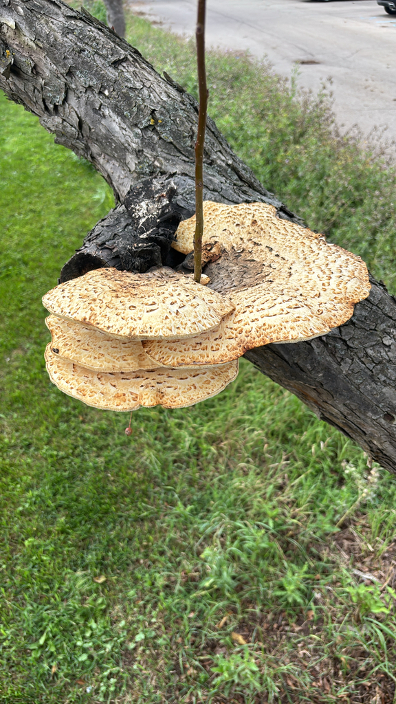 Dryad's Saddle · September 2026 · photo: Photo: no rights reserved · iNaturalist