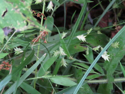 Chasmanthium nitidum observed 2026-08-30