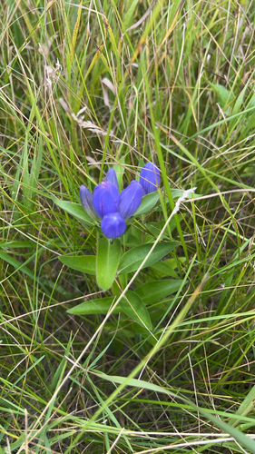 closed bottle gentian