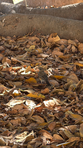 American Robin observed by olivia_arnold08