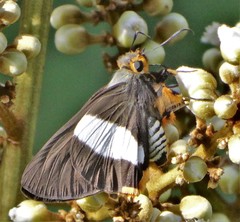 Coeliades forestan forestan