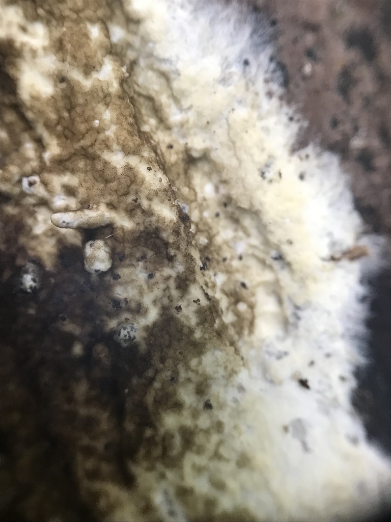 wet rot · September 2026 · photo: Photo: (c) Matthew Rozanoff, some rights reserved (CC BY) · iNaturalist