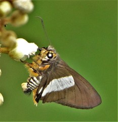 Coeliades forestan forestan