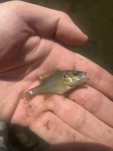Green Sunfish